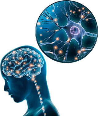 the-brain-song-program